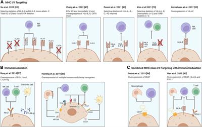 Genetic Engineering of Immune Evasive Stem Cell-Derived Islets